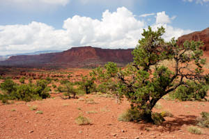 capitol reef<br>NIKON D200, 20 mm, 100 ISO,  1/320 sec,  f : 8 